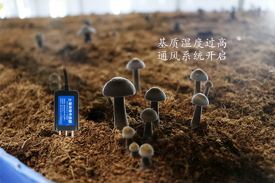 菌菇種植智能監(jiān)控系統(tǒng)保持穩定，菌茹通風(fēng)系統(tǒng)