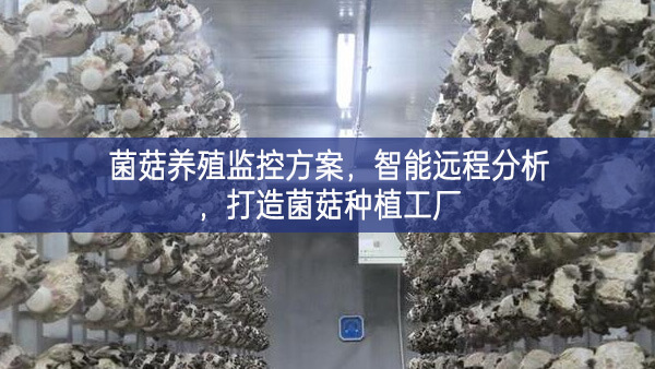 菌菇養(yǎng)殖監(jiān)控方案可靠，智能遠程分析，打造菌菇種植工廠
