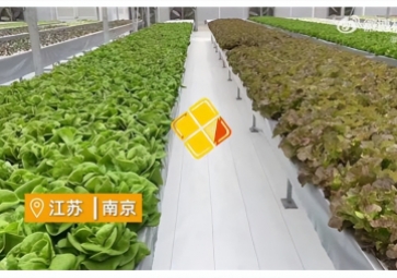 聚英智慧溫室控制系統(tǒng)，建設(shè)植物工廠高效，一年多茬